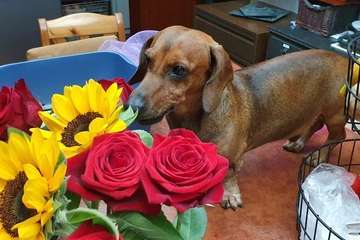Ofrenda floral a Cristóbal Colón/José Francisco Fernández Belda.